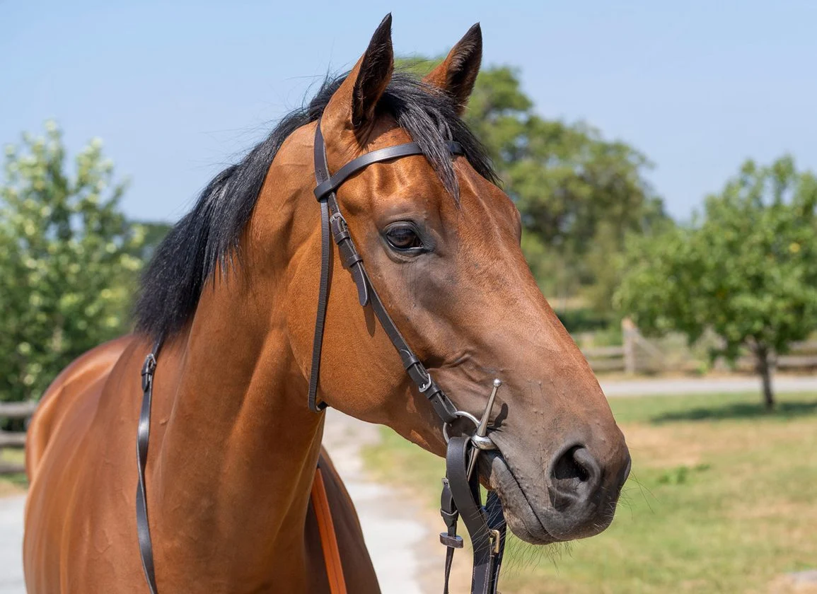 My Noble Lord Tops GoffsGo July Late Sale as Tom Malone Bloodstock Secures Versatile Seven-Time Winner