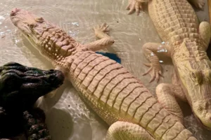 Rare Albino Alligators Arrive at Paragon Casino Resort, Highlighting Tunica-Biloxi Cultural Heritage