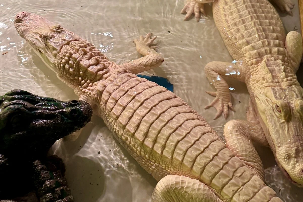 Rare Albino Alligators Arrive at Paragon Casino Resort, Highlighting Tunica-Biloxi Cultural Heritage