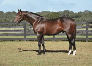 Leading Florida Sire First Dude Dies at 19