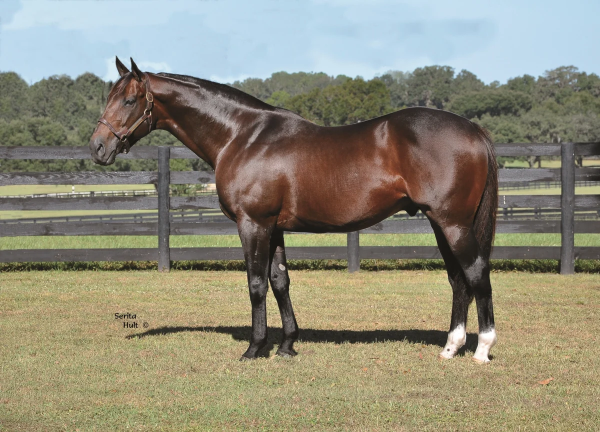 Leading Florida Sire First Dude Dies at 19